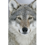 My. Lil. Wolves