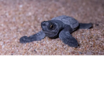 Turtle__Gang