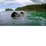 The Real Otter Club