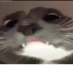 Common Cat Army Thingy