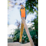 The True Parrots