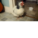 pipałowski