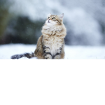 Tabby Squad :)