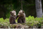 #bears are cute