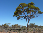 the SAT club (Save Australia Trees)