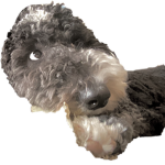 Olive is cute