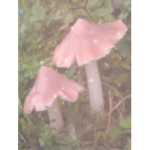 Mushroom Nation!