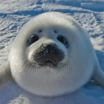 sealston inc.
