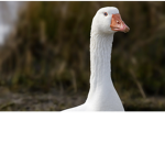“The goose squad”