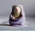 Lovely Sewer Rats