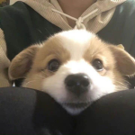 ルラベル