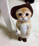 Elgatos followers