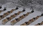 Pooch lords army