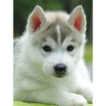 SnowFlakePuppy