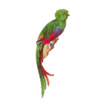 [GUA] Guatemalan Armed Forces