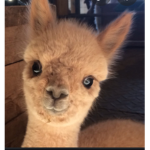 Alpaca_fan