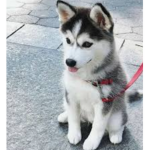 Husky hehe