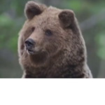 The Honey Bears need honey!
