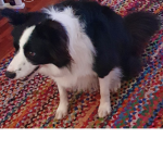 Border collie fans!!