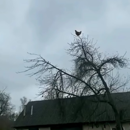 Screaming chicken on tree