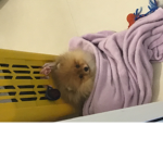 CACHORRO NO COBERTOR