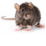 rat cult >=)