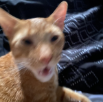 SlimyBeans