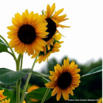 Official...Sunflower...Squad