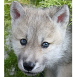 #Cute wolves