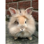 F.B.I Fluffy bunny incorporated