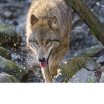 Lonely_wolfs