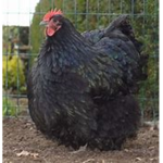 Chicken and duck riot