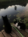 duskwater