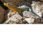 lizards only!!!