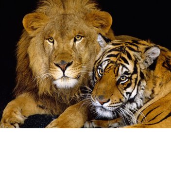 Lion vs Tiger