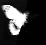 νιвєωιтн.кιz