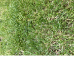I like grass!!!!!