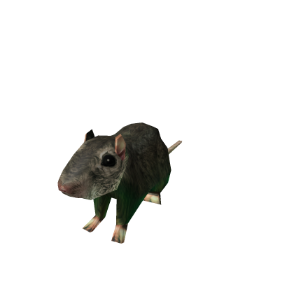 Rat