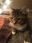 Pepper is a cat