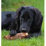 I LOVE FLAT COATED RETRIEVERS