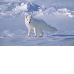 Arctic State of Fox