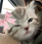 #Team Katzen