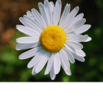 Army of Daisy's