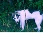 Dogs rule the world its cool