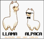 Funny Alpaca