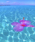 Awesome Flower's