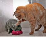 Teh Kittehs