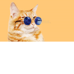 ~kat army~