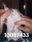 Juniorki Marko