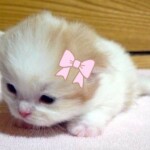 ⋆ ˚｡⋆ ୨୧˚ ⋆